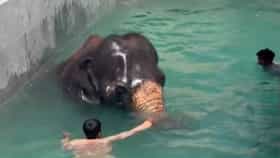 Madhuri Elephant | माधुरी हत्तीणीने स्विमिंग टँकमध्ये उतरताच मनसोक्त लुटला पोहण्याचा आनंद; दृश्यांनी जिंकली सर्वांची मनं