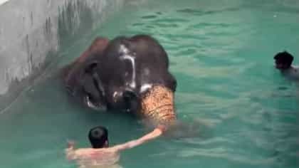 माधुरी हत्तीणीने स्विमिंग टँकमध्ये उतरताच मनसोक्त लुटला पोहण्याचा आनंद.