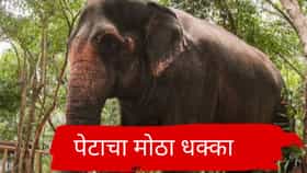 प्रसिद्ध माधुरी हत्तीणीला कोल्हापूरच्या नांदिणी मठात आणण्याच्या प्रयत्नांना पेटाचा धक्का, मोठी बातमी समोर