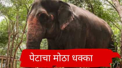 माधुरी हत्तीणीला नांदिणी मठात आणण्याच्या प्रयत्नाला मोठा झटका