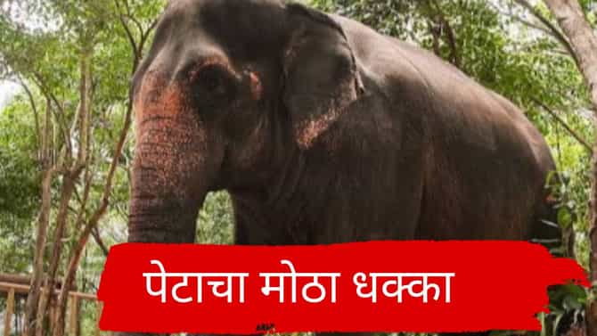 प्रसिद्ध माधुरी हत्तीणीला कोल्हापूरच्या नांदिणी मठात आणण्याच्या प्रयत्नांना पेटाचा धक्का, मोठी बातमी समोर