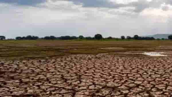 Maharashtra Drought Situation : 1972 सारखा भीषण दुष्काळ पडणार का? मराठवाड्यात पावसाची स्थिती गंभीर, मागच्या 50 दिवसांपासून..