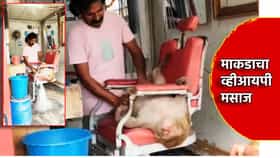 अजब माकड, न्हाव्याच्या दुकानात करतो व्हीआयपी मसाज, व्हायरल Video ची सोशल मीडियावर तुफान चर्चा