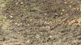 Nagpur Orange Loss | संत्र्याचा सडाच पडला! नागपूरच्या बागांमध्ये मोठ्या प्रमाणात फळगळ; 20-25 दिवसांपासून पाऊस गायब, शेतकरी संकटात