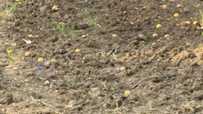 Nagpur Orange Loss | संत्र्याचा सडाच पडला! नागपूरच्या बागांमध्ये मोठ्या प्रमाणात फळगळ; 20-25 दिवसांपासून पाऊस गायब, शेतकरी संकटात