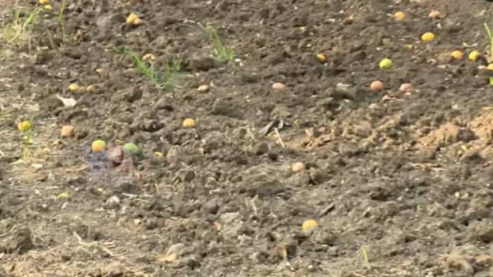 Nagpur Orange Loss | संत्र्याचा सडाच पडला! नागपूरच्या बागांमध्ये मोठ्या प्रमाणात फळगळ; 20-25 दिवसांपासून पाऊस गायब, शेतकरी संकटात Nagpur Orange Loss | संत्र्याचा सडाच पडला! नागपूरच्या बागांमध्ये मोठ्या प्रमाणात फळगळ; 20-25 दिवसांपासून पाऊस गायब, शेतकरी संकटात