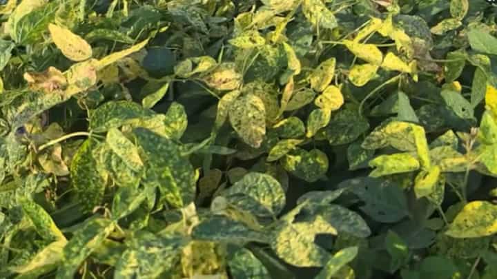 Nanded | 20-22 दिवसांपासून पाऊस गायब, सोयाबीनवर येलो मोझॅकचा कहर! नांदेडमध्ये हजारो एकर पीक धोक्यात Nanded | 20-22 दिवसांपासून पाऊस गायब, सोयाबीनवर येलो मोझॅकचा कहर! नांदेडमध्ये हजारो एकर पीक धोक्यात