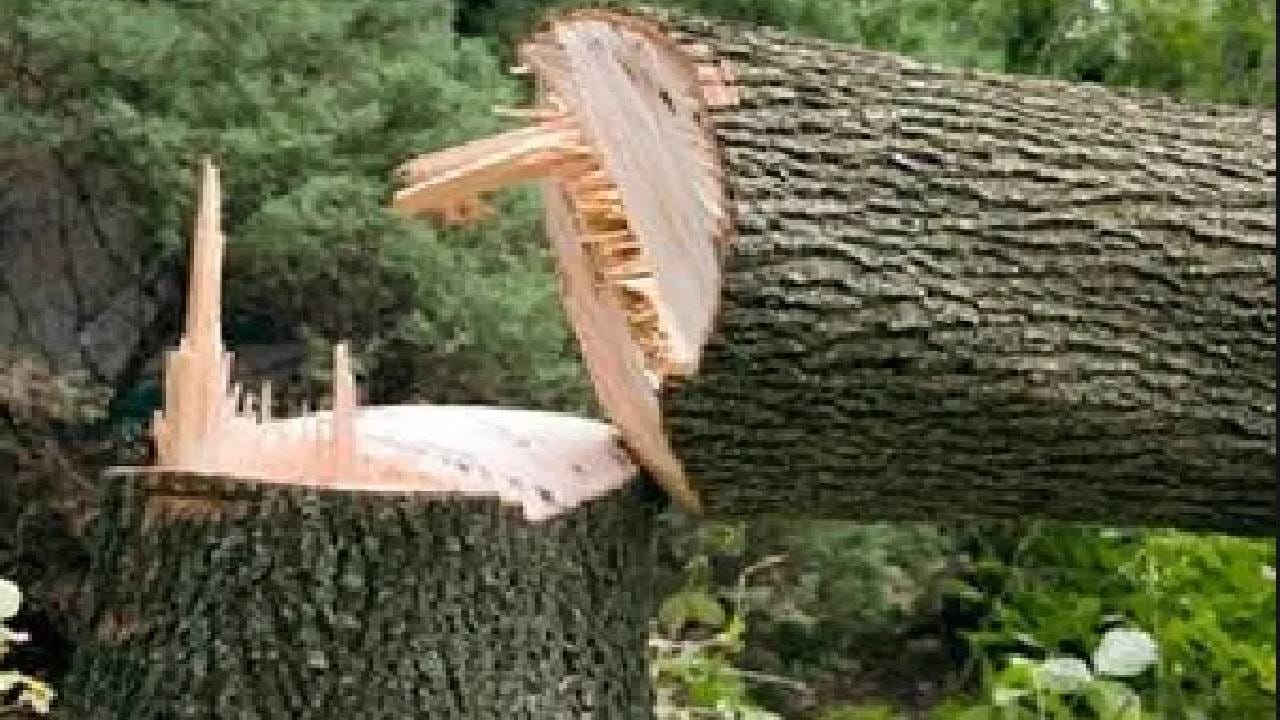 झाडं जर गायब झाली तर सर्वात आधी झाडांवर अवलंबून असलेली इकोसिस्टम प्रभावित होईल यामध्ये कोणताही वाद नाही. फळं, बिया अशी झाडांवर अवलंबून असलेली साखळी नष्ट होईल. त्याचा फटका शाकाहारी प्राण्यांनाही बसेल. या सगळ्याचा फटका प्राण्यांसोबत मानवी जीवनावरही झाल्याशिवाय राहील. झाडांमुळेच माती एकाजागी टीकून राहते. पावसाचे पाणी जमिनीखाली साठवून ठेवण्यातही झाडांची महत्त्वाची भूमिका बजावतात. झाडे गायब झाली तर पाण्याचे स्त्रोत कमी होतील.