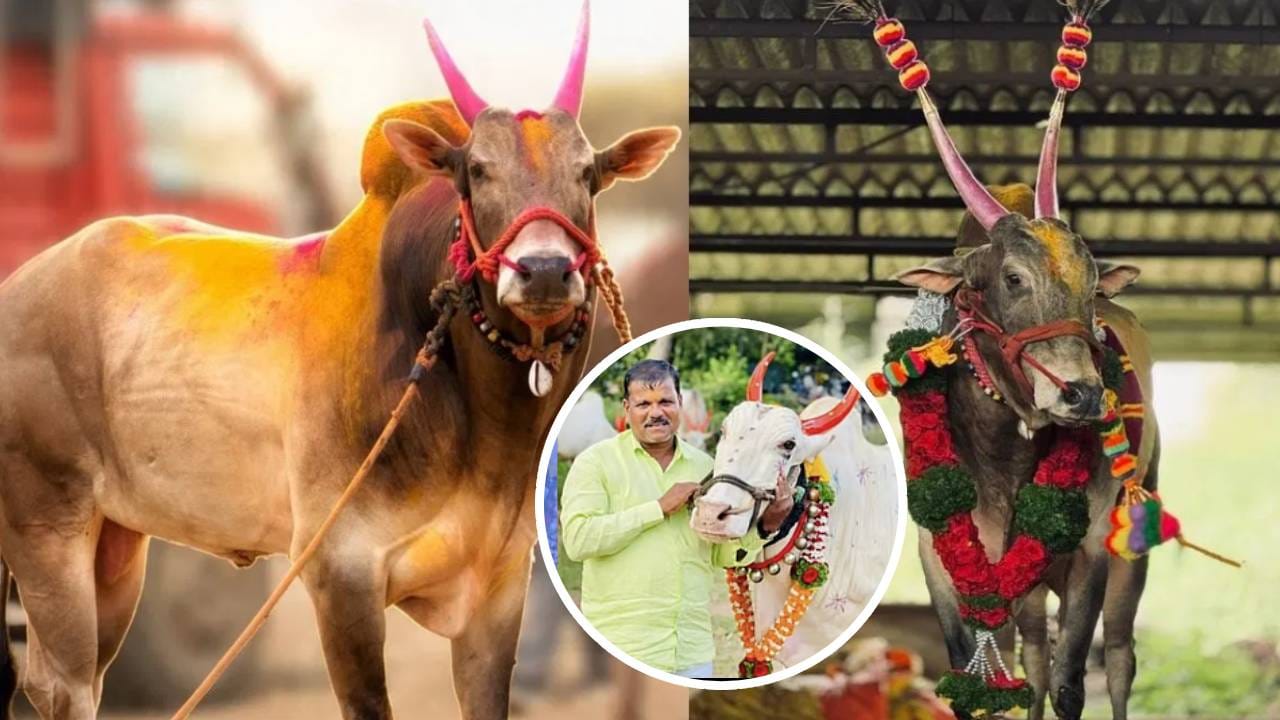 Omya bull Dashkriya : ओम्या गेला म्हणजे माझ्या वडिलांइतकच... शेकडो लोकांनी फोडला हंबरडा, सात थार, 100 दुचाक्या जिंकणाऱ्या बैलाला शेवटचा निरोप Omya bull Dashkriya : ओम्या गेला म्हणजे माझ्या वडिलांइतकच... शेकडो लोकांनी फोडला हंबरडा, सात थार, 100 दुचाक्या जिंकणाऱ्या बैलाला शेवटचा निरोप