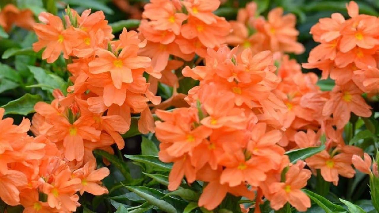 चौथी माळ: केशरी किंवा भगवी फुले (अबोली किंवा तेरडा)