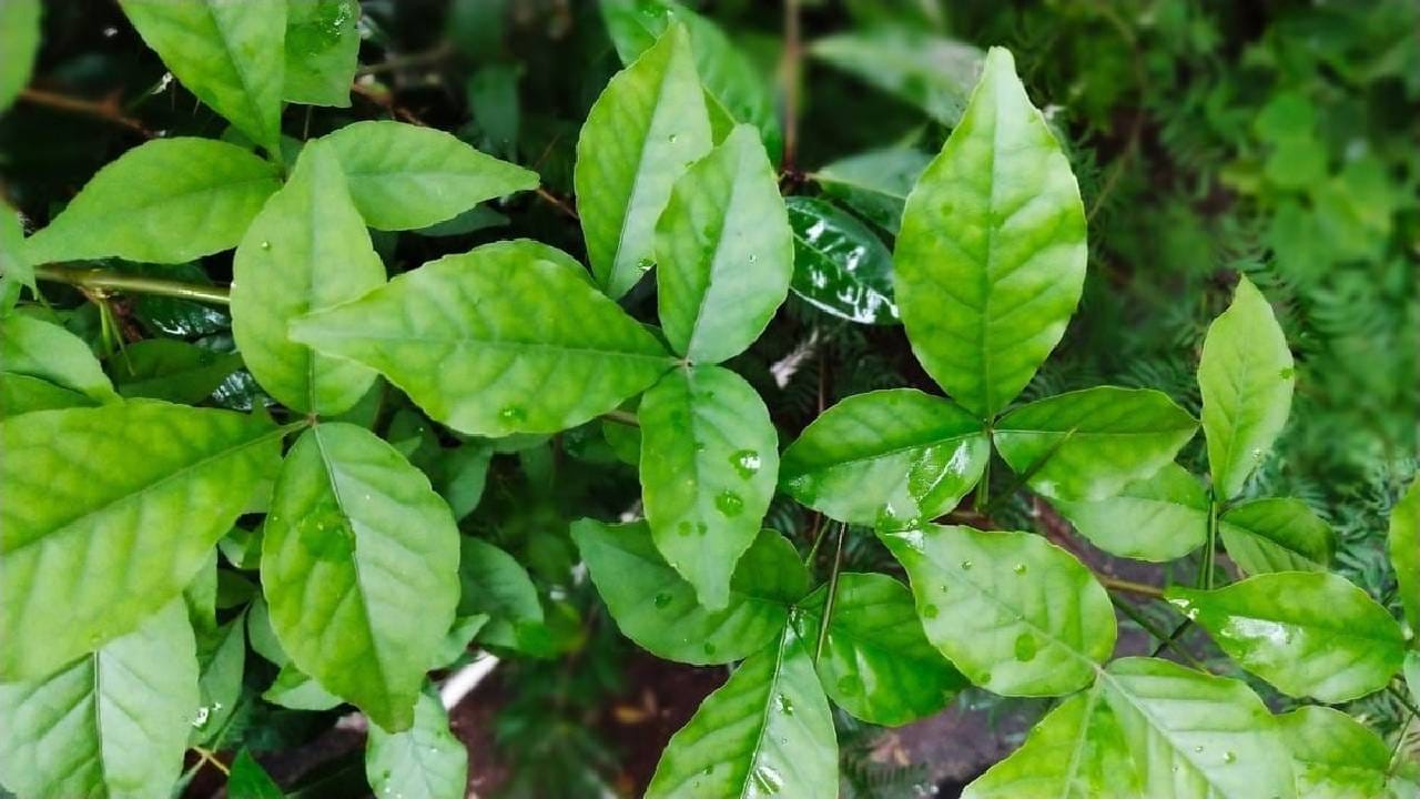पाचवी माळ: बेलपात्रांची माळ
