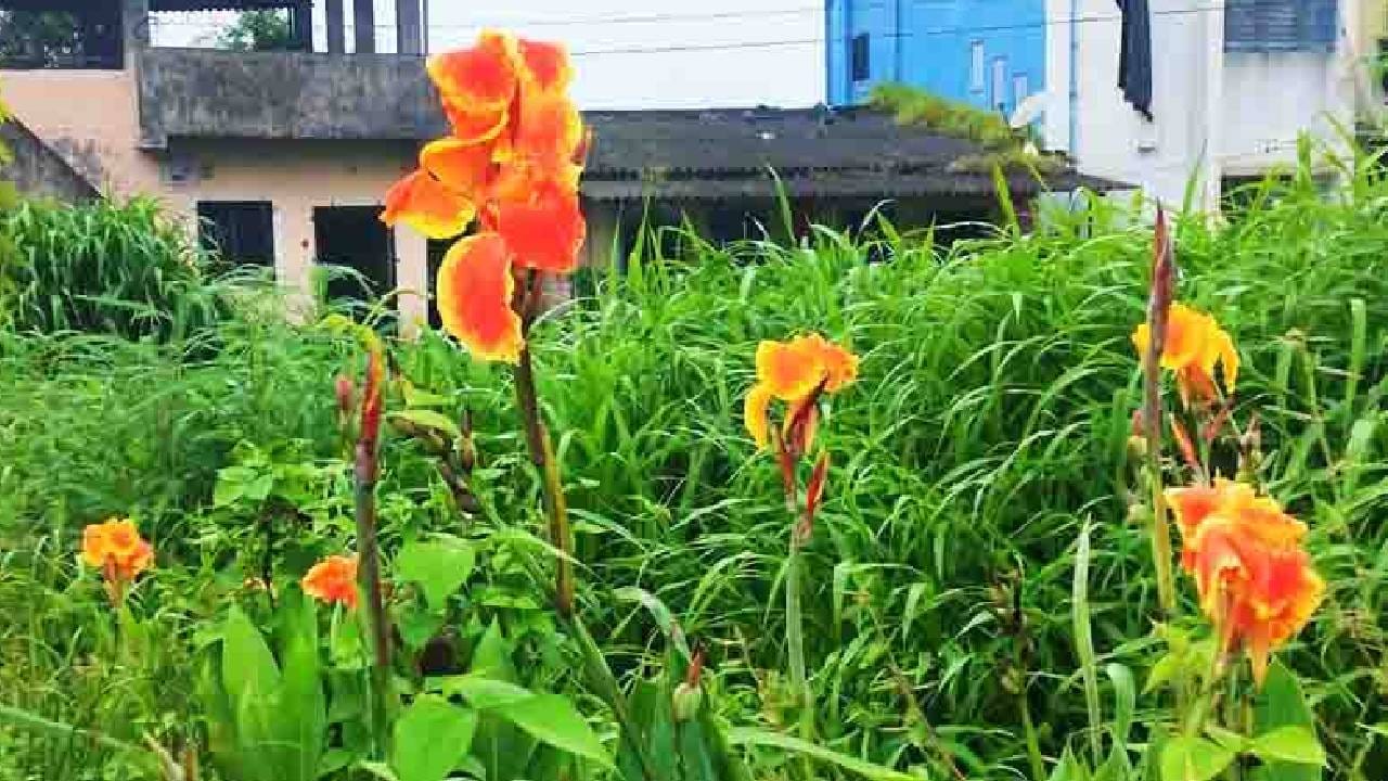 साहावी माळ: कर्दळीची फुले