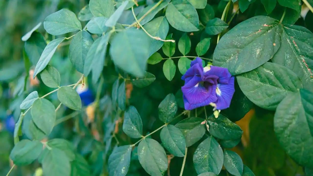 तिसरी माळ: गोकर्णीची किंवा कृष्णकमळाची निळी फुले