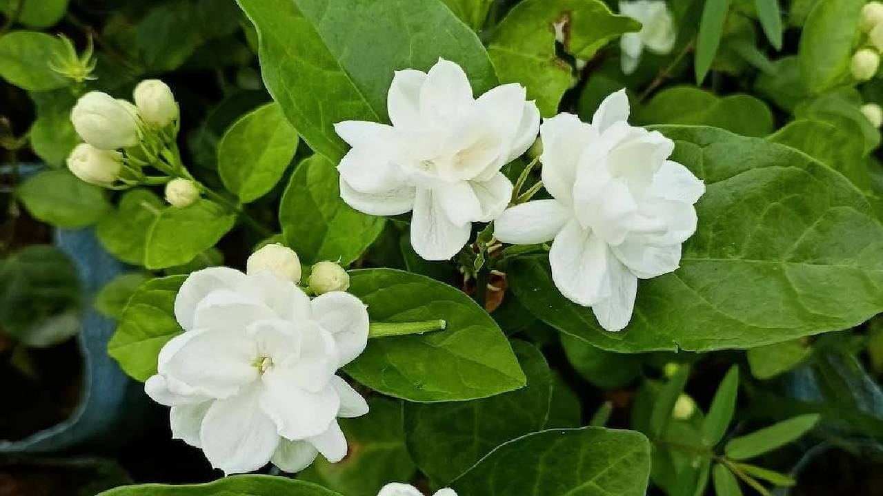 दुसरी माळ: अनंत, मोगरा, चमेली किंवा तगर यांसारख्या पांढऱ्या फुलांची माळ