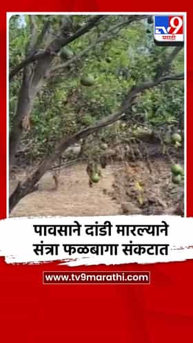 पावसाने दांडी मारल्याने संत्रा फळबागा संकटात