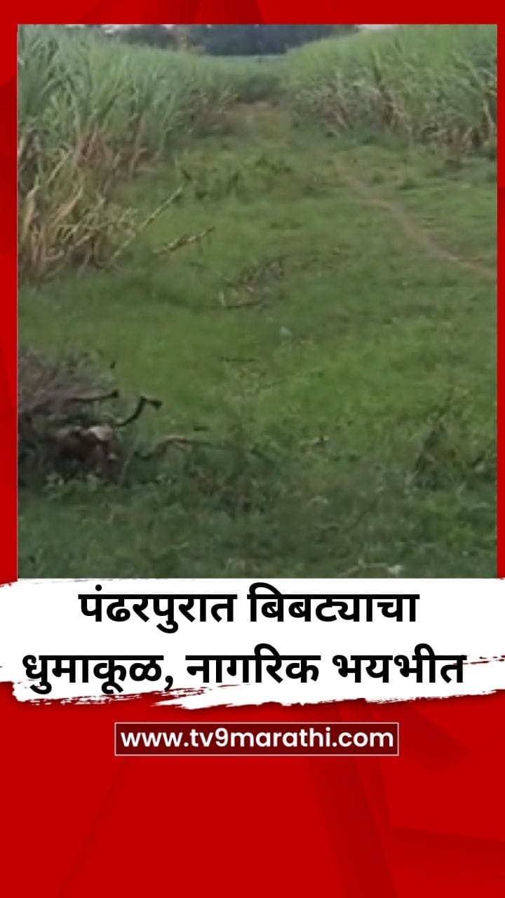 पंढरपुरात बिबट्याचा धुमाकूळ, नागरिक भयभीत-1751915
