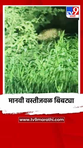 मानवी वस्तीजवळ जखमी बिबट्याचा वावर, नागरिकांमध्ये दहशत