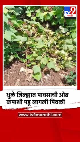 धुळे जिल्ह्यात पावसाची ओढ; कपाशी पडू लागली पिवळी शेतकरी संकटात