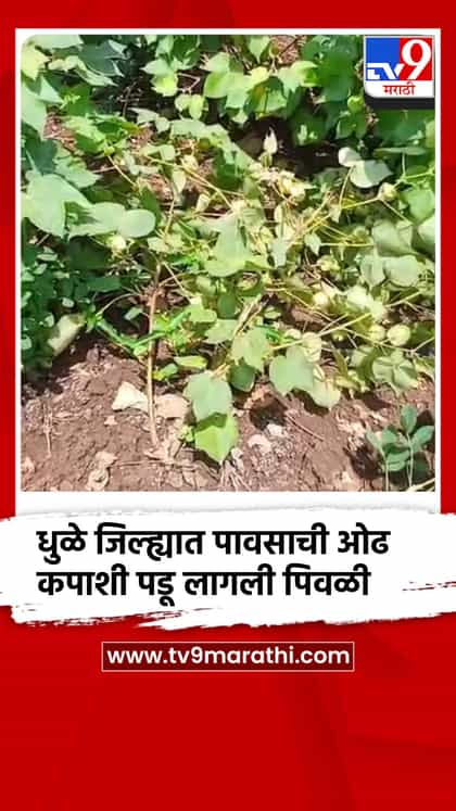 धुळे जिल्ह्यात पावसाची ओढ; कपाशी पडू लागली पिवळी शेतकरी संकटात-1751854