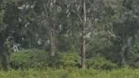 Delhi News : बलात्कार करुन शेतात फेकलेला पीडितेचा मृतदेह कुत्र्यांनी खाल्ला, ऐकूनच थरकाप उडवणारी घटना