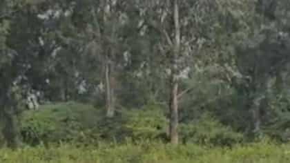 बलात्कार करुन शेतात फेकलेला पीडितेचा मृतदेह कुत्र्यांनी खाल्ला.
