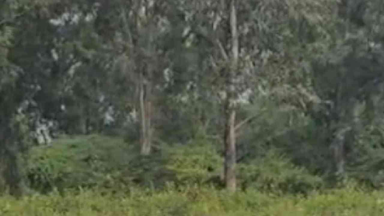 Delhi News : बलात्कार करुन शेतात फेकलेला पीडितेचा मृतदेह कुत्र्यांनी खाल्ला, ऐकूनच थरकाप उडवणारी घटना Delhi News : बलात्कार करुन शेतात फेकलेला पीडितेचा मृतदेह कुत्र्यांनी खाल्ला, ऐकूनच थरकाप उडवणारी घटना