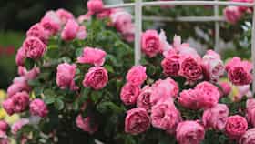 Gardening Tips : गुलाबाला भरभरून फुलं हवीत? ‘या’ महिन्यात लावा रोप, उपयोगी पडतील या सोप्या टिप्स