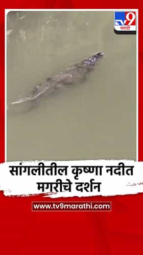 सांगलीतील कृष्णा नदीत मगरीचे दर्शन