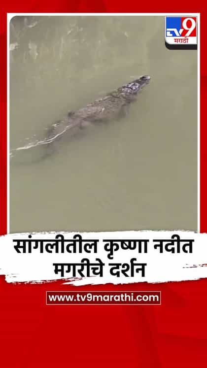 सांगलीतील कृष्णा नदीत मगरीचे दर्शन-1749244