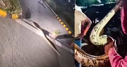 धावाधाव अन् पळापळ; 10 फुटाचा अजगर अचानक कारमध्ये घुसला, नंतर.....