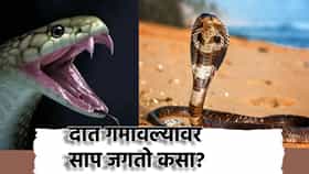 Snake Facts: विषारी दात गमावल्यावर साप जगतो कसा? अन्नाविना जिवंत राहतो कसा?