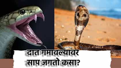 विषारी दात गमावल्यावर साप जगतो कसा? अन्नाविना जिवंत राहतो कसा?.