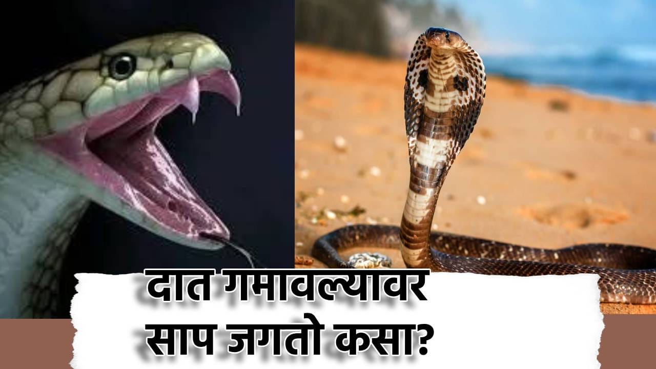 Snake Facts: विषारी दात गमावल्यावर साप जगतो कसा? अन्नाविना जिवंत राहतो कसा? Snake Facts: विषारी दात गमावल्यावर साप जगतो कसा? अन्नाविना जिवंत राहतो कसा?