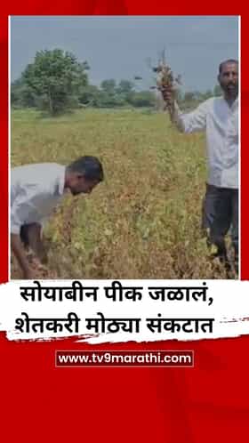 सोयाबीन पीक जळालं, शेतकरी मोठ्या संकटात