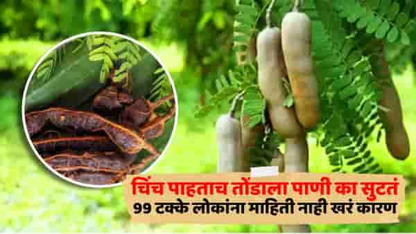 चिंच पाहताच तोंडाला पाणी का सुटतं, 99 टक्के लोकांना माहिती नाही खरं कारण