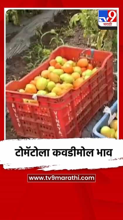 टोमॅटोला कवडीमोल भाव-1760284