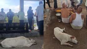 मालकिणीच्या जाण्याने वाघ्याने सोडले अन्न पाणी, कुत्र्याचे अश्रू थांबेना, जिथे बसला तिथेच..