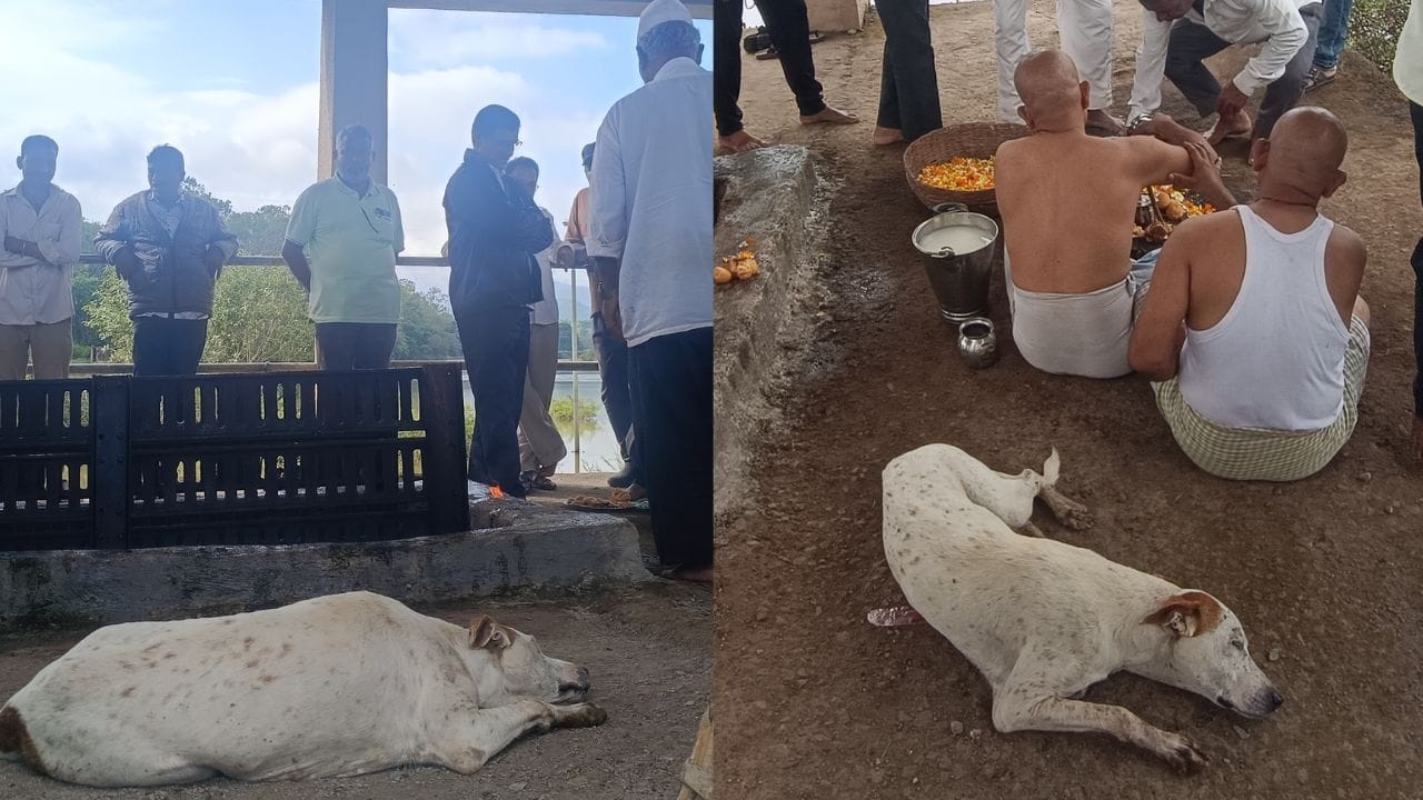 मालकिणीच्या जाण्याने वाघ्याने सोडले अन्न पाणी, कुत्र्याचे अश्रू थांबेना, जिथे बसला तिथेच.. मालकिणीच्या जाण्याने वाघ्याने सोडले अन्न पाणी, कुत्र्याचे अश्रू थांबेना, जिथे बसला तिथेच..