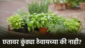 Plants on Roof: छतावर कुंड्या ठेवणं का मानलं जातं अशुभ! वास्तुशास्त्र काय सांगतं?