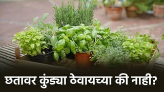 Plants on Roof: छतावर कुंड्या ठेवणं का मानलं जातं अशुभ! वास्तुशास्त्र काय सांगतं?