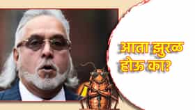 Vijay Mallya: आता झुरळ होऊ का? विजय माल्या यांना का व्हायचंय कॉक्रोच? पळपुटा म्हटल्यानं का झोंबल्या मिरच्या?