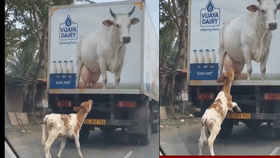 Viral Video : पोस्टरवर गाय दिसली, वासराला वाटलं ही तर माझी आई, पुढे केलं असं काही की पाहून तुमच्याही डोळ्यात येईल पाणी!