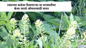 रस्त्याच्या कडेला असते ही बहुगुणी वनस्पती, सांधेदुखी अशक्तपणा होतो दूर, नाव काय? वापर कसा करावा?