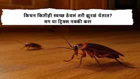 Kitchen Tips : किचनमध्ये झुरळांचा सुळसुळाट? कायमची सुटका करण्यासाठी करा हे उपाय