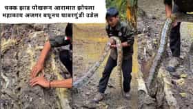 Video : चक्क झाड पोखरून आरामात झोपला महाकाय अजगर; बाहेर काढताच केलं असं काही की...व्हिडीओ पाहून घाबरून जाल!