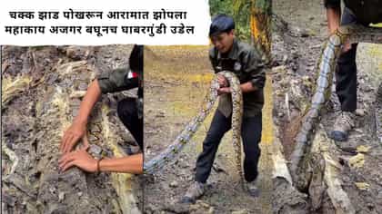 चक्क झाड पोखरून आरामात झोपला महाकाय अजगर बघूनच घाबरगुंडी उडेल.