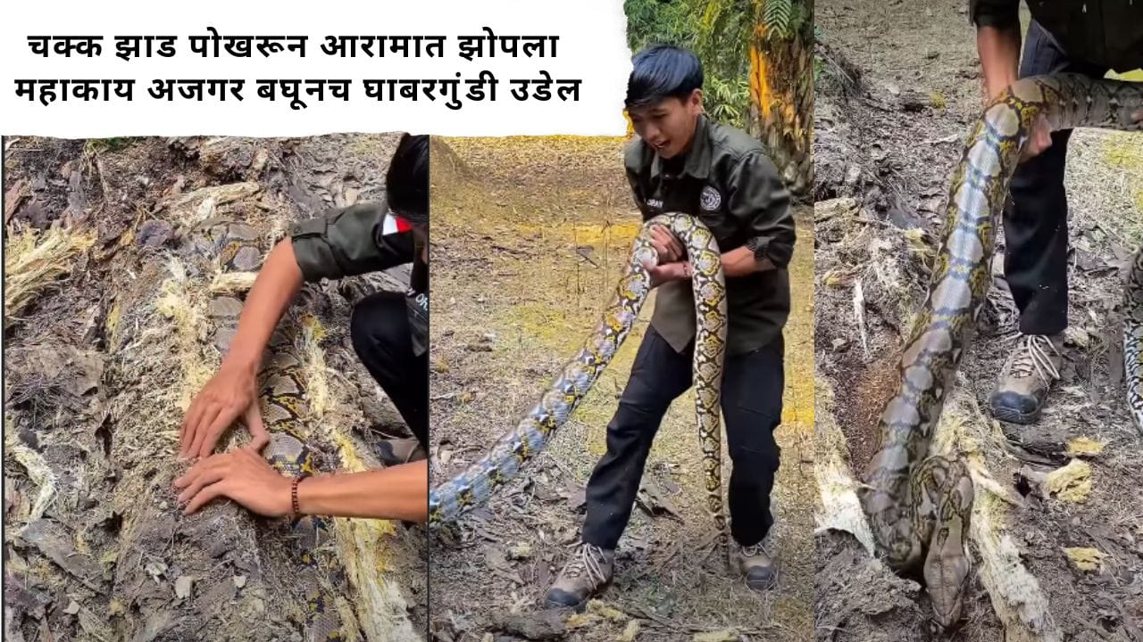 Video : चक्क झाड पोखरून आरामात झोपला महाकाय अजगर; बाहेर काढताच केलं असं काही की...व्हिडीओ पाहून घाबरून जाल! Video : चक्क झाड पोखरून आरामात झोपला महाकाय अजगर; बाहेर काढताच केलं असं काही की...व्हिडीओ पाहून घाबरून जाल!