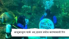 आजूबाजूला भयानक शार्क, मृत्यूच्या दाढेत असताना केलं प्रपोज, प्रेयसीने केलं असं काही की... Viral Video ची एकच चर्चा!