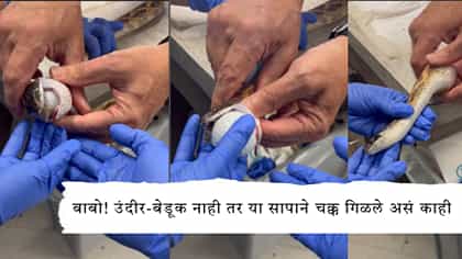 उंदीर-बेडूक नाही तर या सापाने चक्क गिळले असं काही.