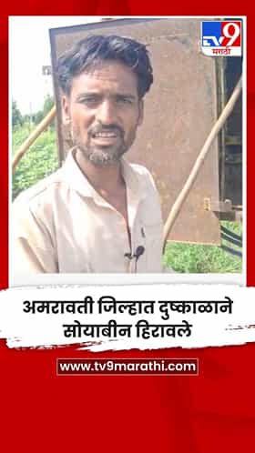 अमरावती जिल्हात दुष्काळाने सोयाबीन हिरावले